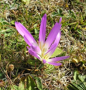 Colchique